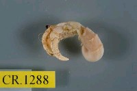 藏品(灰白陸寄居蟹)的圖片